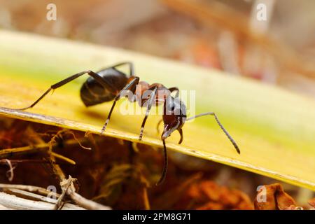 Ant de bois à tête étroite (Formica exsecta) sur le nid monticule dans la pinède indigène, Speyside, Parc national de Cairngorms, Écosse, juin 2017 Banque D'Images