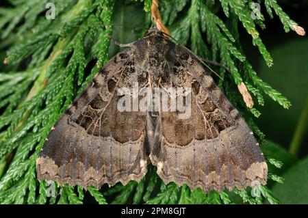 Old Lady Moth (Mormo maura) adulte trouvé reposant sur Leylandii foilage (Cupressocyparis leylandii) dans le jardin, Berwickshire, frontières écossaises, Écosse Banque D'Images