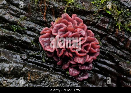 Champignons Jellydisc violets (Ascocoryne sarcoides) poussant sur des rondins de hêtre délabrés et déchis dans les gorges de la rivière, Lairg, Sutherland, Écosse, octobre 2013 Banque D'Images