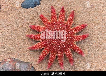 Spécimen mort de l'étoile du soleil pourpre (Solaster endeca) trouvé sur la strandline de la rive de l'Inner Moray Firth, Écosse, octobre 2014 Banque D'Images