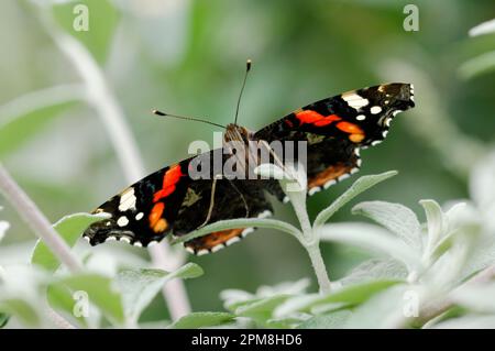 Red Admiral Butterfly (Vanessa atalanta) reposant sur le buisson de la Buddleia dans le jardin, Berwickshire, Écosse, septembre Banque D'Images