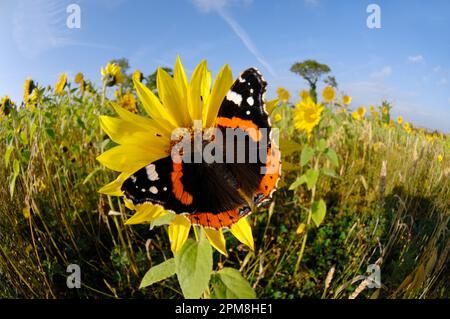 Le Red Admiral Butterfly (Vanessa atalanta) sur le tournesol dans une bande de conservation plantée en bordure du champ arable, Berwickshire, Écosse, septembre 2007 Banque D'Images