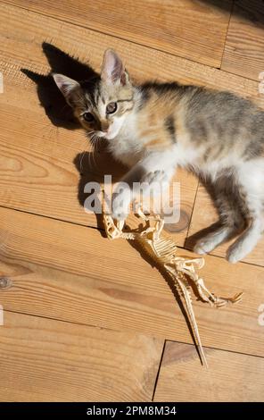 le chaton se trouve sur le sol en bois éclairé par le soleil éclatant et joue avec le squelette d'un dinosaure jouet. petit chat scientifique de l'époque préhistorique Banque D'Images