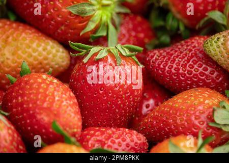 Un gros plan vibrant d'une sélection de fraises mûres fraîchement cueillies Banque D'Images