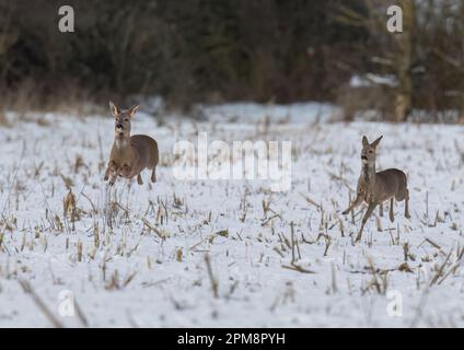 Nous avons le décollage. Une paire de cerfs de Roe (Capreolus capreolus) qui bondisent et bondisent sur les champs enneigés d'une ferme du Suffolk. ROYAUME-UNI Banque D'Images