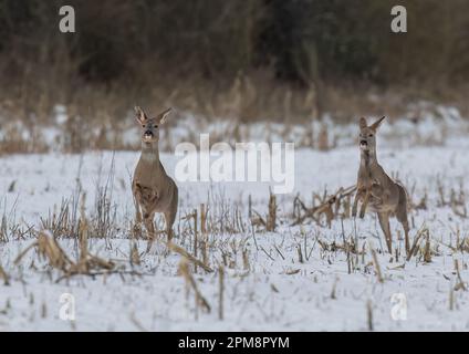 Nous avons le décollage. Une paire de cerfs de Roe (Capreolus capreolus) qui bondisent et bondisent sur les champs enneigés d'une ferme du Suffolk. ROYAUME-UNI Banque D'Images