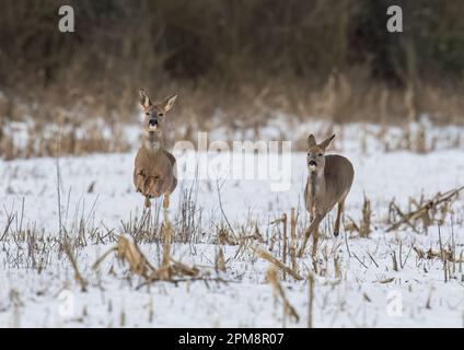 Nous avons le décollage. Une paire de cerfs de Roe (Capreolus capreolus) qui bondisent et bondisent sur les champs enneigés d'une ferme du Suffolk. ROYAUME-UNI Banque D'Images