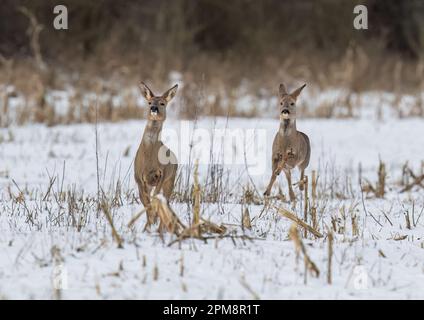 Nous avons le décollage. Une paire de cerfs de Roe (Capreolus capreolus) qui bondisent et bondisent sur les champs enneigés d'une ferme du Suffolk. ROYAUME-UNI Banque D'Images