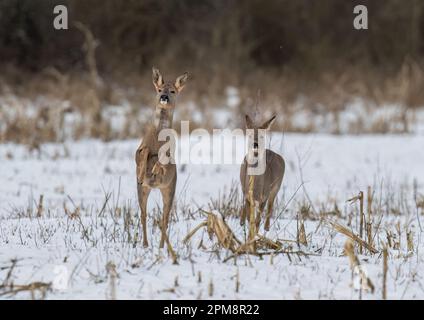 Nous avons le décollage. Une paire de cerfs de Roe (Capreolus capreolus) qui bondisent et bondisent sur les champs enneigés d'une ferme du Suffolk. ROYAUME-UNI Banque D'Images