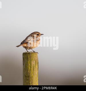 Gros plan d'une femelle en grès (Saxicola rubicola) perchée sur un poste de clôture sur un fond clair. Suffolk, Royaume-Uni Banque D'Images