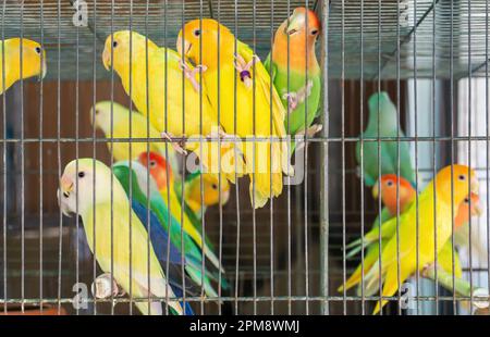 Petits perroquets colorés dans une cage de près Banque D'Images