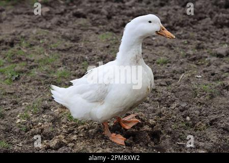 Canard blanc dans une cour de ferme de près Banque D'Images