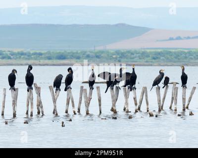 Grand Cormorant - ligne sur les postes Phalacrocorax carbo Bulgarie BI035248 Banque D'Images