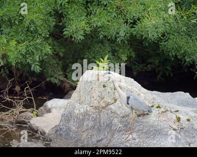 Héron gris - pêche dans la rivière Ardea cinerea Bulgarie BI035250 Banque D'Images