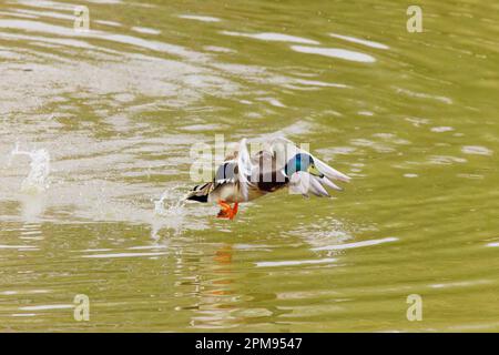 Mallard - drake qui prend Anas platyrhynchos Essex, Royaume-Uni BI035953 Banque D'Images