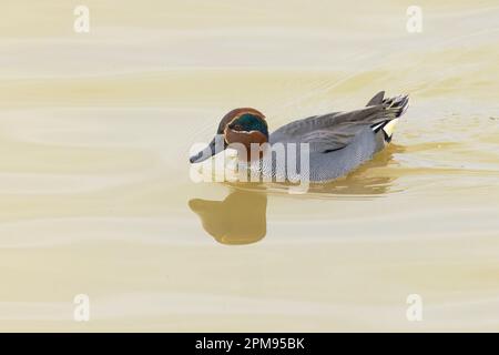 Eurasina Teal - natation Anas crecca Essex, Royaume-Uni BI035998 Banque D'Images