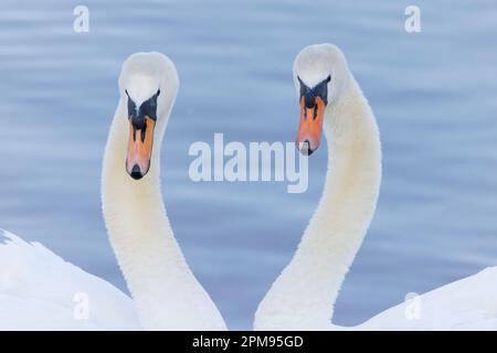 Mute Swan - paire Cygnus olor Essex, Royaume-Uni BI036045 Banque D'Images