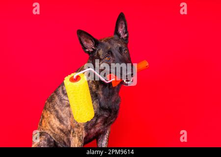 Chien berger hollandais jouant avec un rouleau de peinture dans la salle rouge. Concept de rénovation Banque D'Images