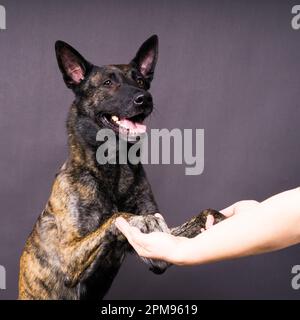 L'amitié entre l'homme et le chien, l'alimentation et la prise de patte en main Banque D'Images