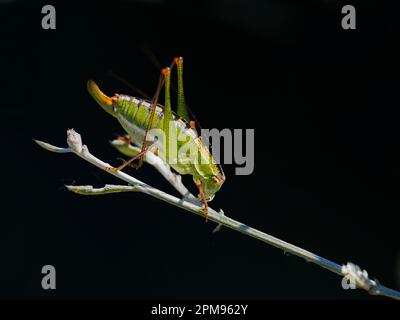 Bright Bright Bush-cricket Poecilimon thoracicus Bulgarie IN003567 Banque D'Images