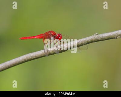 Écarlate Darter Crocothemis erythraea Bulgarie IN003622 Banque D'Images