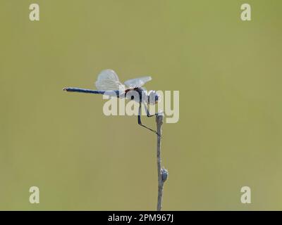 Pennant noir - homme au repos Selysiothemis nigra Bulgarie IN003694 Banque D'Images