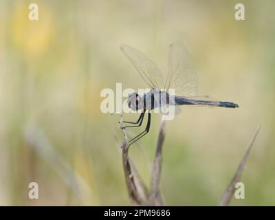 Pennant noir - homme au repos Selysiothemis nigra Bulgarie IN003696 Banque D'Images