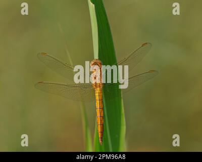 Kefeled Skimmer - femelle au repos Orthetrum coerulescens Bulgarie IN003742 Banque D'Images