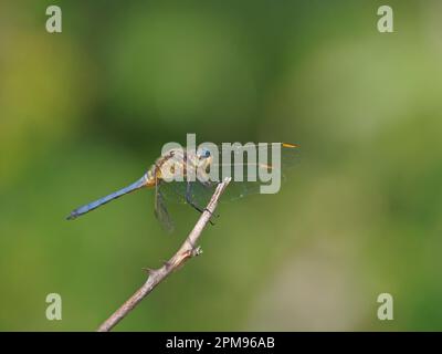 Kefeled Skimmer - homme au repos Orthetrum coerulescens Bulgarie IN003748 Banque D'Images