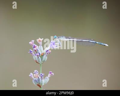 Damselfly à pattes blanches - Platycnemis pennipes mâles Bulgarie IN003954 Banque D'Images