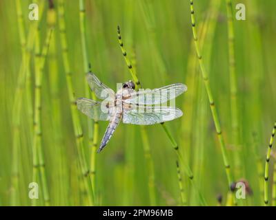 Four Spotted Chaser - On Horsetaails Libellula quadrimaculata Abernethy Forest, Écosse, Royaume-Uni IN003984 Banque D'Images