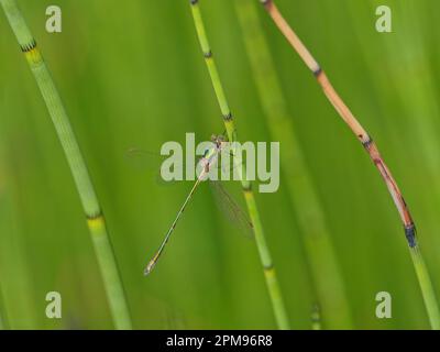 Emerald Damselfly Lestes sponsors Abernethy Forest, Écosse, Royaume-Uni IN004004 Banque D'Images