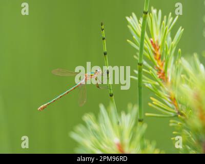 Emerald Damselfly Lestes sponsors Abernethy Forest, Écosse, Royaume-Uni IN004009 Banque D'Images