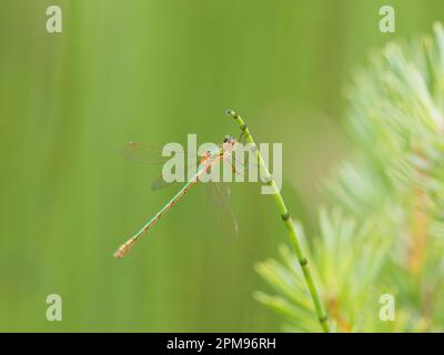 Emerald Damselfly Lestes sponsors Abernethy Forest, Écosse, Royaume-Uni IN004011 Banque D'Images