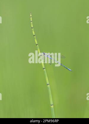 Emerald Damselfly Lestes sponsors Abernethy Forest, Écosse, Royaume-Uni IN004021 Banque D'Images