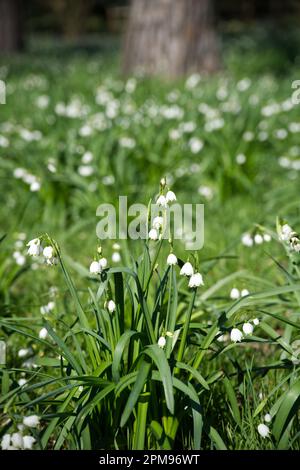 Fleurs blanches de printemps de l'été Snowflake Leucojum aestivum Bridesmaid dans le jardin du Royaume-Uni avril Banque D'Images