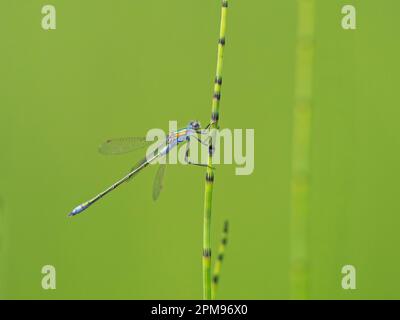 Emerald Damselfly Lestes sponsors Abernethy Forest, Écosse, Royaume-Uni IN004023 Banque D'Images