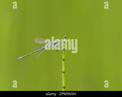 Emerald Damselfly Lestes sponsors Abernethy Forest, Écosse, Royaume-Uni IN004034 Banque D'Images