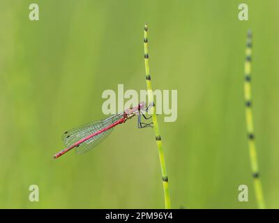 Grand Red Damselfly Pyrrrhosoma nymphula Abernethy Forest, Écosse, Royaume-Uni IN004041 Banque D'Images