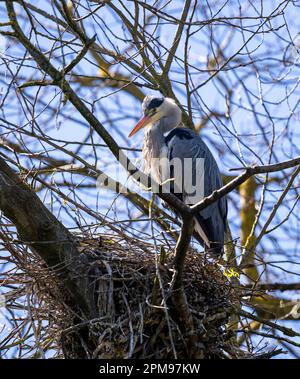 Un héron gris (Ardea cinerea) se tient à la garde de son nid, faisant partie d'une grande maçonnerie en hauteur dans les arbres du parc Stanley, Blackpool, Lancashire, Royaume-Uni Banque D'Images