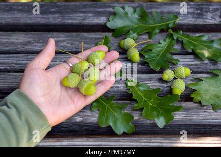Des glands et des feuilles de chêne peu mûrs se trouvent sur un vieux banc en bois. Les glands en chêne vert se trouvent sur la paume de la femme. Gros plan. Copier l'espace. Mise au point sélective. Banque D'Images