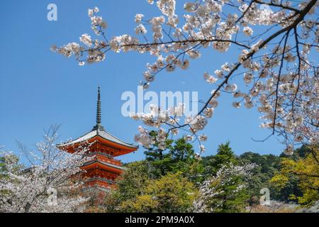 Kyoto, Japon - 28 mars 2023 : Pagode du temple de Kiyomizudera, le temple de Kiyomizudera est un temple bouddhiste à Kyoto, Japon. Banque D'Images