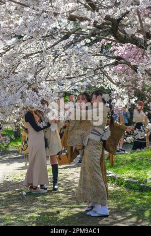 Kyoto, Japon - 28 mars 2023 : deux femmes vêtues de kimonos prenant un selfie sous un cerisier au parc Maruyama de Kyoto, Japon. Banque D'Images