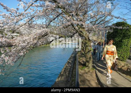 Kyoto, Japon - 28 mars 2023 : une femme dans un kimono marchant le long du canal d'Okazaki avec des cerisiers en fleurs à Kyoto, Japon. Banque D'Images