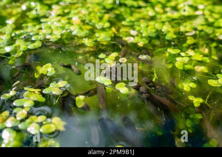 Masse de têtards de la grenouille commune (Rana temporaria) montrant des branchies dans un étang de jardin sain avec de l'eau claire, des duckweed et des algues de mauvaises herbes d'étang, Royaume-Uni Banque D'Images