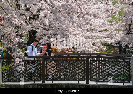 Kyoto, Japon - 31 mars 2023 : un couple prend des photos près des cerisiers en fleurs sur la rivière Takase, rue Kiyamachi, à Kyoto, au Japon. Banque D'Images