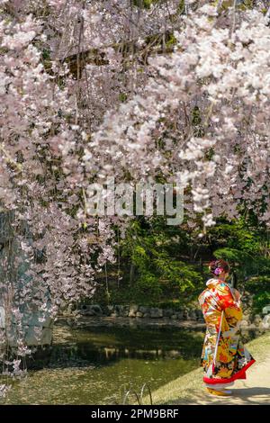 Okayama, Japon - 4 avril 2023 : une femme habillée de kimono dans le jardin de Korakuen d'Okayama, Korakuen est un jardin japonais situé à Okayama, Japon. Banque D'Images