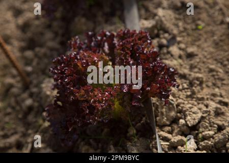 Plante de laitue dans un jardin biologique dans le nord de l'Espagne. Banque D'Images