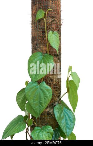 gros plan de la vigne de bétel, de la pipe-bêle, de la plante grimpante vivace à feuilles persistantes native de l'asie du sud-est, de la vigne commercialement importante isolée sur blanc Banque D'Images