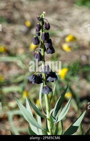 Fleurs printanières noires de Fritilaria persica dans le jardin britannique d'Arill Banque D'Images